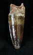 Juvenile Spinosaurus Tooth - Great Preservation #20632-1
